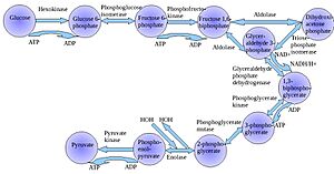 Glycolysis