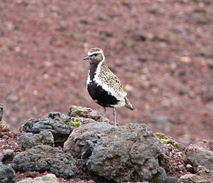 Golden Plover 01 (1407331389)