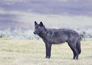 Gray Wolf - Canis lupus (51545668593).jpg