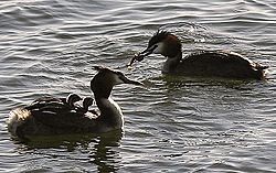 GreatCrestedGrebes