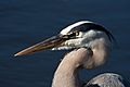 Great Blue Heron 0887