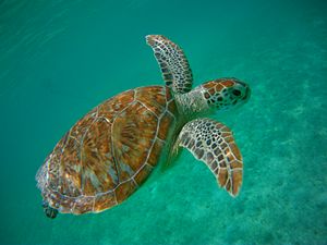 GreenSeaTurtlesAkumalCancunMexico05