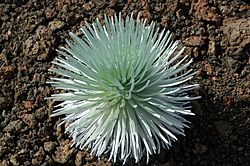 Haleakalasilversword