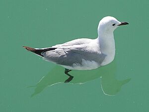 Hartlaub's Gull