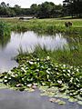 Hatchet Pond, New Forest - geograph.org.uk - 360303