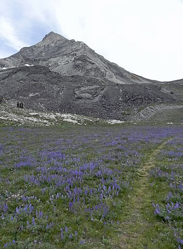 Hyndman Peak and Lupine Field.JPG