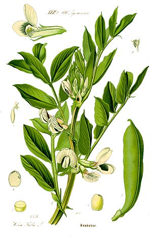 Illustration Vicia faba1.jpg