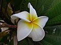 Indian champa plumeria