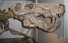 Inostrancevia skull.JPG