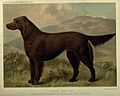 Irish Setter circa 1881