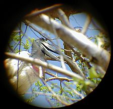 Jabiru telephoto