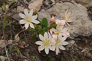 Lewisia tweedyi 4686