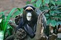 Lightmatter guenon