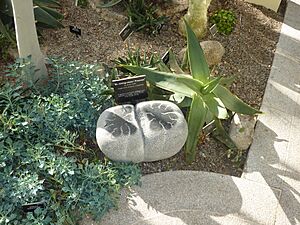 Lithops sculpture