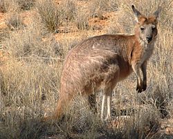 Macropus robustus2