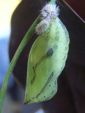 Maniola jurtina pupa