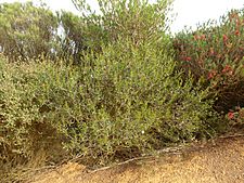 Melaleuca glena (habit)