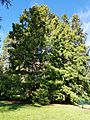 Metasequoias planted in 1950