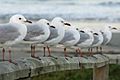 NeuseelandSeagulls