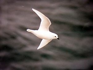 Pagodroma nivea in ross sea1