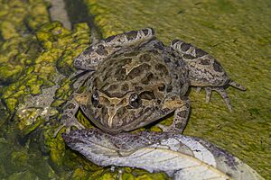 Painted frog (Discoglossus pictus) Malta.jpg