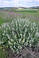 Patch of Dominican sage