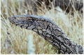 Perentie closeup