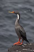 Phalacrocorax gaimardi 00