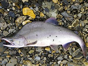 Pink Salmon (3)editresize (16273595915)