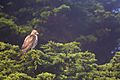 Red-Tailed Hawk (23367515602)