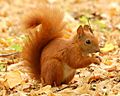 Red Squirrel - Lazienki