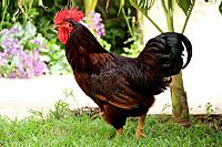 Rhode Island Red Rooster.JPG