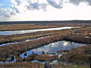 Risley moss nature reserve