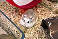 Roborovski hamster eating