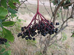 Sambucus nigra2