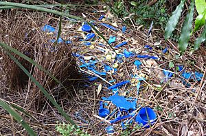 Satin Bowerbird Bower - Flickr - gailhampshire