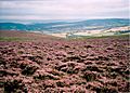 Sea of Heather on Dunkery