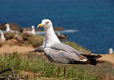 Seagull July 2008-6.jpg