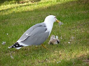 Seagull eating a pigeon