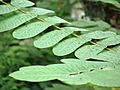 Senna alata in Kadavoor