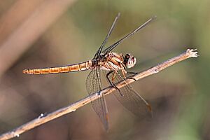 Southern skimmer (Orthetrum brunneum) female Bulgaria.jpg