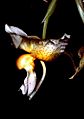 Stanhopea saccata Orchi 01