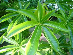 Sterculia-foetida-feuilles.jpg