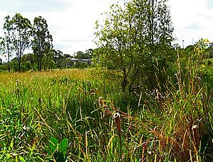 Sunnybank lowlands Typha