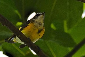 White-lored Warbler.jpg