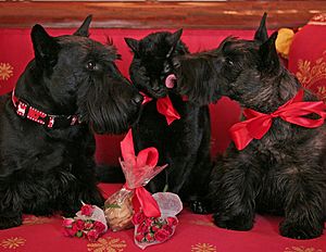 WhiteHousePets, ValentinesDay2007