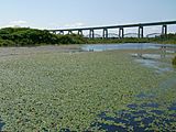 Whitefish Pond and Sault International Bridge 2