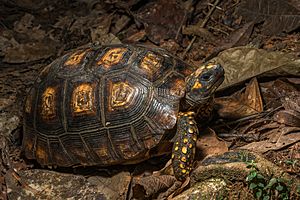 Yellow-footed tortoise.jpg