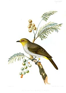 YellowthroatedBulbulJerdon