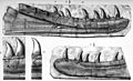 Zanclodon cambrensis